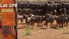 15X Blouwildebees F:15 SA GAME BREEDERS NW PTY LTD (Per Piece to take the lot/Per stuk om lot te neem)