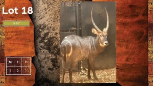 1X Waterbok M:1 F: 28 1/2" A VERSTER PROPERTIES (Per Piece to take the lot/Per stuk om lot te neem)