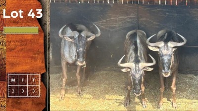 3X Blouwildebees M:3 SA GAME BREEDERS NW PTY LTD (Per Piece to take the lot/Per stuk om lot te neem)