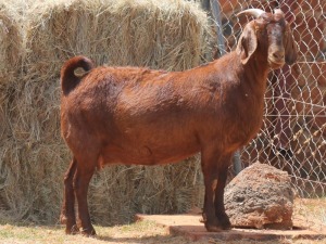 1X KALAHARI RED DOE MAGNUM BOERDERY