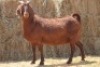 1X KALAHARI RED DOE MAGNUM BOERDERY - 2