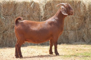 1X KALAHARI RED DOE MAGNUM BOERDERY