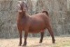 1X KALAHARI RED DOE MAGNUM BOERDERY - 2