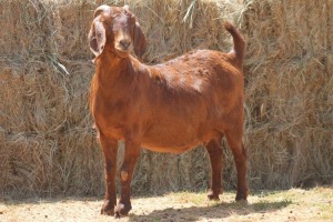 1X KALAHARI RED DOE MAGNUM BOERDERY