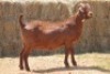 1X KALAHARI RED DOE MAGNUM BOERDERY - 2