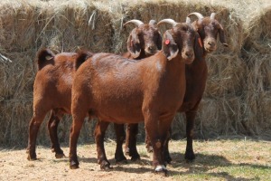 3X KALAHARI RED DOE MAGNUM BOERDERY (Pay per animal to take all in lot)