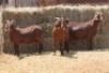 3X KALAHARI RED DOE MAGNUM BOERDERY (Pay per animal to take all in lot) - 2