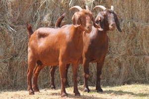 2X KALAHARI RED DOE MAGNUM BOERDERY (Pay per animal to take all in lot)