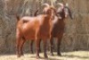 2X KALAHARI RED DOE MAGNUM BOERDERY (Pay per animal to take all in lot)