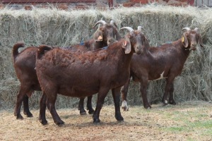 3X KALAHARI RED DOE MAGNUM BOERDERY (Pay per animal to take all in lot)