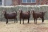 3X KALAHARI RED DOE MAGNUM BOERDERY (Pay per animal to take all in lot) - 2