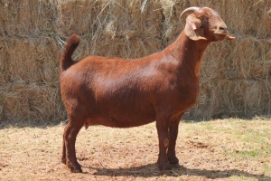 1X KALAHARI RED DOE MAGNUM BOERDERY