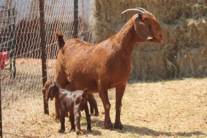 1+2X KALAHARI RED DOE MAGNUM BOERDERY