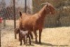 1+2X KALAHARI RED DOE MAGNUM BOERDERY