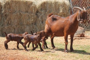 1+3X KALAHARI RED DOE MAGNUM BOERDERY