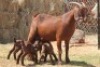 1+3X KALAHARI RED DOE MAGNUM BOERDERY - 2