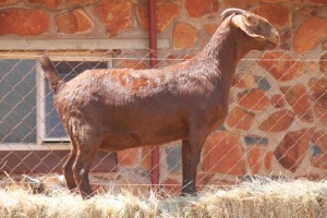 1X KALAHARI RED DOE MAGNUM BOERDERY