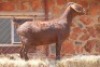 1X KALAHARI RED DOE MAGNUM BOERDERY
