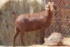 1X KALAHARI RED DOE MAGNUM BOERDERY - 2