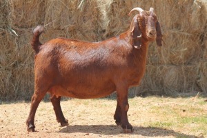 1X KALAHARI RED DOE MAGNUM BOERDERY