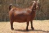 1X KALAHARI RED DOE MAGNUM BOERDERY - 2