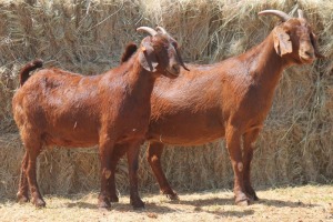 2X KALAHARI RED DOE MAGNUM BOERDERY (Pay per animal to take all in lot)