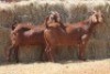 2X KALAHARI RED DOE MAGNUM BOERDERY (Pay per animal to take all in lot) - 2
