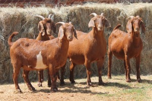 4X KALAHARI RED DOE MAGNUM BOERDERY (Pay per animal to take all in lot)