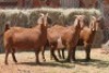 4X KALAHARI RED DOE MAGNUM BOERDERY (Pay per animal to take all in lot) - 2