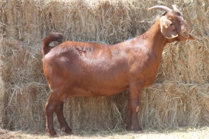 1X KALAHARI RED DOE MAGNUM BOERDERY