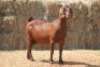 1X KALAHARI RED DOE MAGNUM BOERDERY - 2