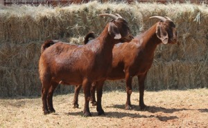 2X KALAHARI RED DOE MAGNUM BOERDERY (Pay per animal to take all in lot)