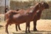 2X KALAHARI RED DOE MAGNUM BOERDERY (Pay per animal to take all in lot) - 2
