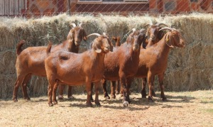 5X KALAHARI RED DOE MAGNUM BOERDERY (Pay per animal to take all in lot)