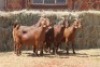 5X KALAHARI RED DOE MAGNUM BOERDERY (Pay per animal to take all in lot) - 2