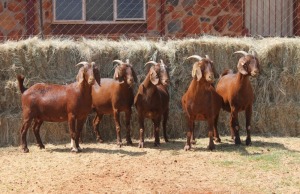 5X KALAHARI RED DOE MAGNUM BOERDERY (Pay per animal to take all in lot)