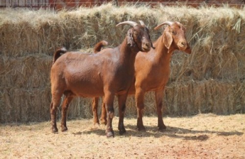2X KALAHARI RED DOE MAGNUM BOERDERY (Pay per animal to take all in lot)