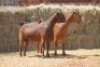 2X KALAHARI RED DOE MAGNUM BOERDERY (Pay per animal to take all in lot) - 2