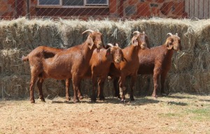 4X KALAHARI RED DOE MAGNUM BOERDERY (Pay per animal to take all in lot)