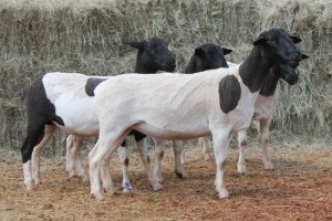 4X DORPER OOI/EWE MAGNUM BOERDERY (Pay per animal to take all in lot)