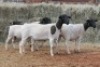 4X DORPER OOI/EWE MAGNUM BOERDERY (Pay per animal to take all in lot) - 2