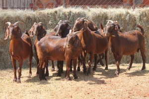 8X KALAHARI RED DOE MAGNUM BOERDERY (Pay per animal to take all in lot)