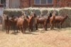 8X KALAHARI RED DOE MAGNUM BOERDERY (Pay per animal to take all in lot) - 2