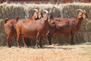 3X KALAHARI RED DOE MAGNUM BOERDERY (Pay per animal to take all in lot)