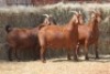 3X KALAHARI RED DOE MAGNUM BOERDERY (Pay per animal to take all in lot) - 2