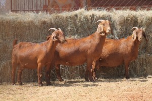 3X KALAHARI RED DOE MAGNUM BOERDERY (Pay per animal to take all in lot)