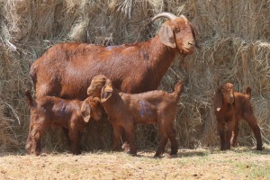 1+3X KALAHARI RED DOE MAGNUM BOERDERY