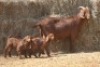 1+3X KALAHARI RED DOE MAGNUM BOERDERY - 2