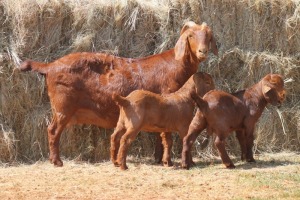 1+2X KALAHARI RED DOE MAGNUM BOERDERY