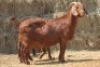 1+2X KALAHARI RED DOE MAGNUM BOERDERY - 2